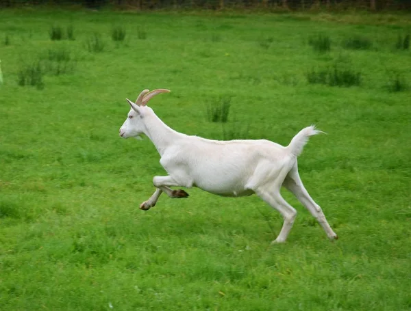 Running goat. — Stock Photo, Image