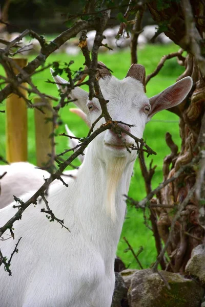 A goat nibbling on branches. — Stock Photo, Image