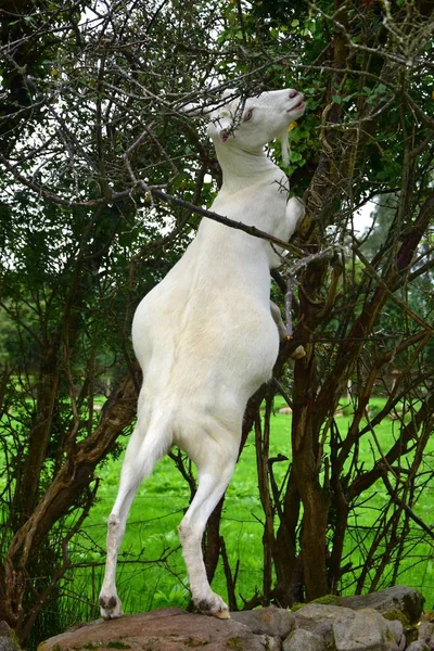 A goat nibbling on branches. — Stock Photo, Image