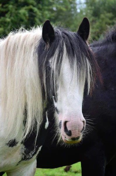 Retrato de um cavalo Tinker na Irlanda . — Fotografia de Stock
