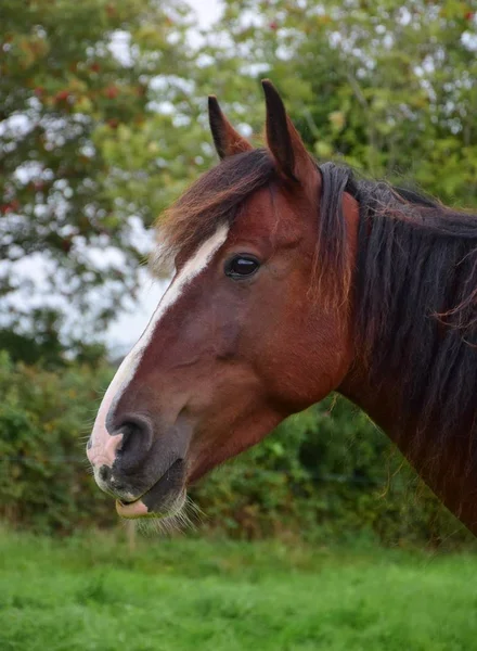 Portret van een relaxed paard in Ierland. — Stockfoto