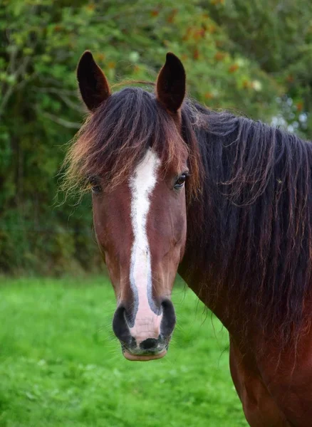 Portrét koně v Irsku. — Stock fotografie