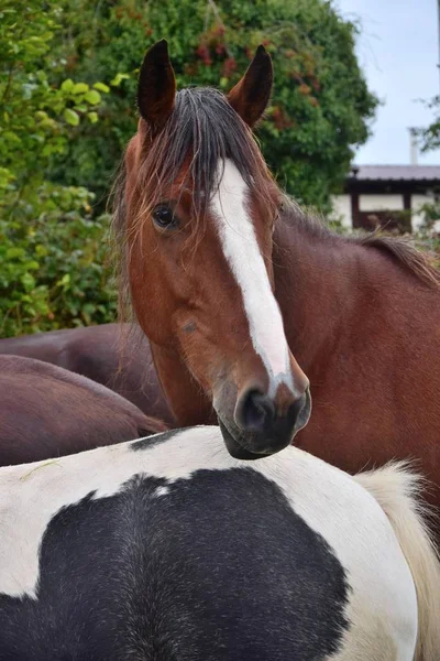 Retrato de um cavalo na Irlanda . — Fotografia de Stock