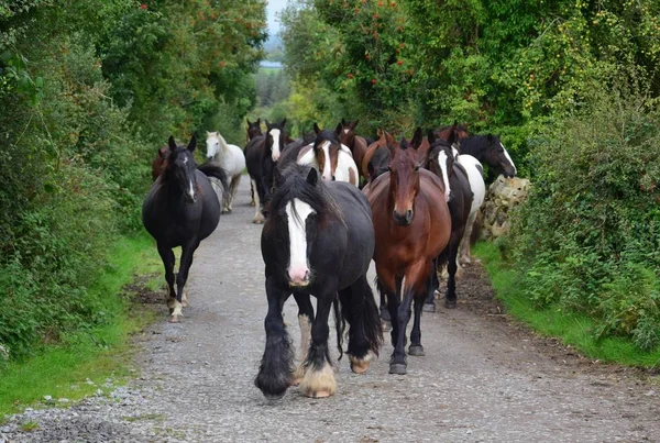 Um grupo de cavalos vai para o estábulo. Irlanda . — Fotografia de Stock