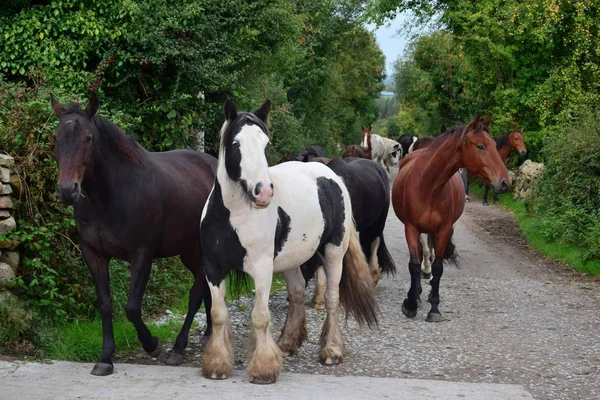 Um grupo de cavalos vai para o estábulo. Irlanda . — Fotografia de Stock