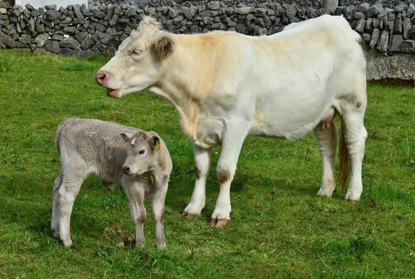 一只年轻的小牛和它的母亲在爱尔兰. — 图库照片