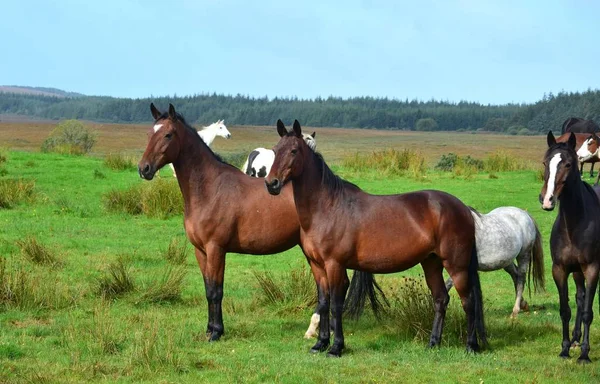 Cavalos em um prado na Irlanda . — Fotografia de Stock
