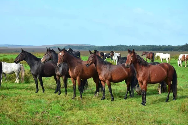 Horses in Ireland.