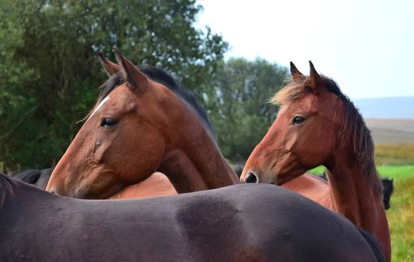 Δύο άλογα, κοιτάζοντας το πίσω μέρος ενός άλλου. — Φωτογραφία Αρχείου