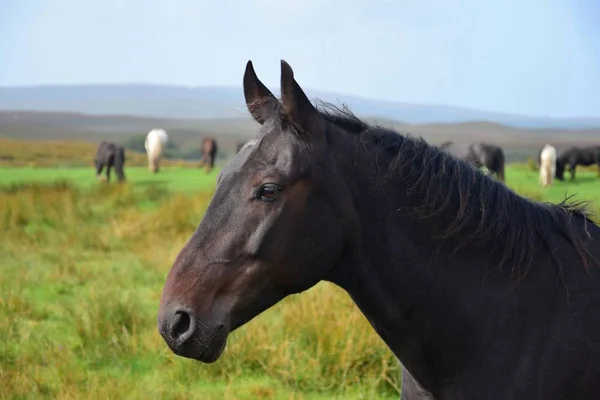 Retrato de um belo cavalo marrom escuro na Irlanda . — Fotografia de Stock