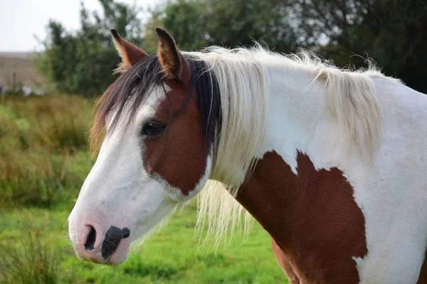 Retrato de um belo cavalo pinto na Irlanda . — Fotografia de Stock