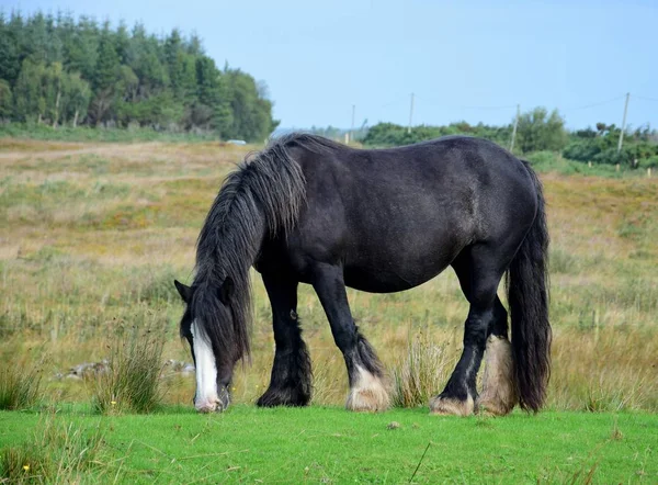 Cavalo preto em Irlanda . — Fotografia de Stock