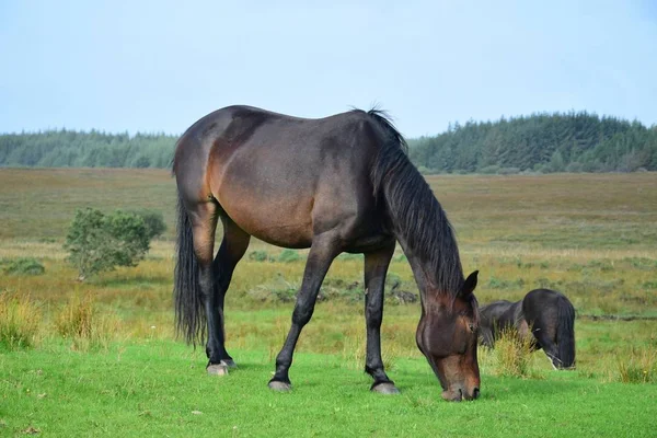 Grazing bay horse na Irlanda . — Fotografia de Stock