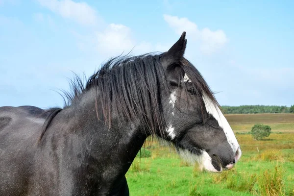 Ritratto di un bellissimo cavallo nero in Irlanda . — Foto Stock