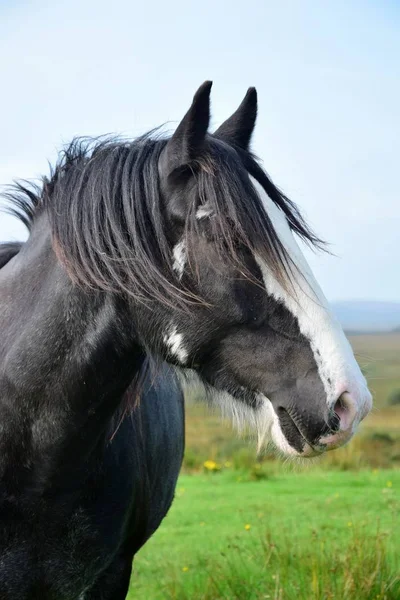 Retrato de um belo cavalo preto na Irlanda . — Fotografia de Stock