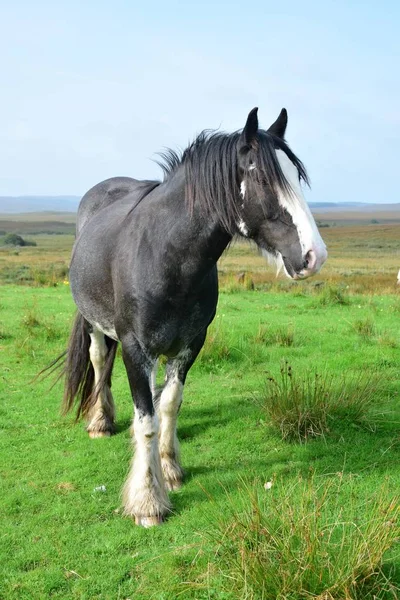 Belo cavalo preto na Irlanda . — Fotografia de Stock