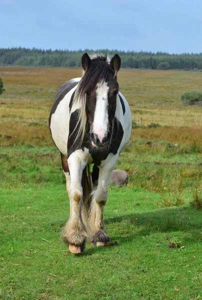 Belo cavalo careca na Irlanda . — Fotografia de Stock