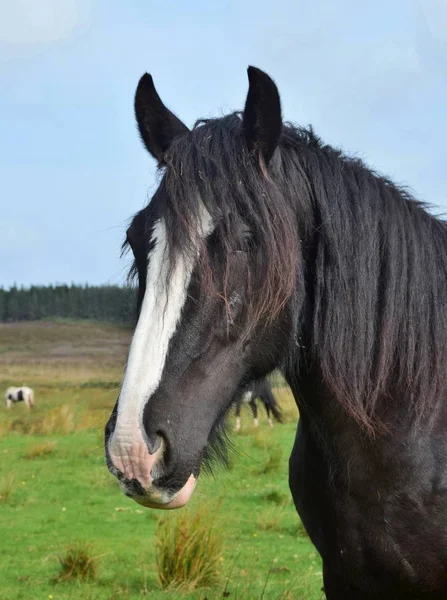 Retrato de um belo cavalo preto na Irlanda . — Fotografia de Stock
