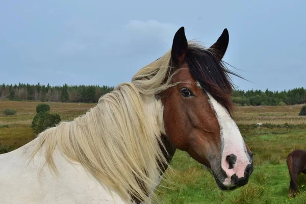 Porträtt av en vacker Pinto häst i Irland. — Stockfoto