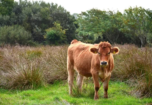 Um gado na Irlanda . — Fotografia de Stock