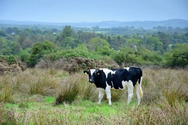 Un bétail en Irlande . — Photo