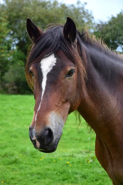 Portret van een prachtig baai paard in Ierland. — Stockfoto
