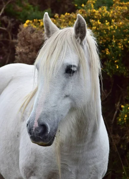 Retrato de um belo cavalo branco na Irlanda . — Fotografia de Stock