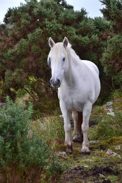 Vacker vit häst i Irland. — Stockfoto
