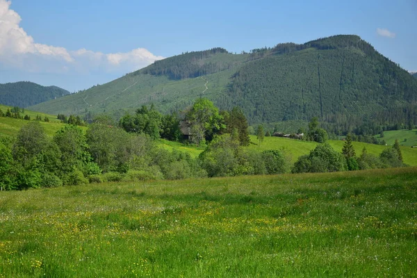 Beautiful landscape with a flowery meadow near Zdiar, Slovakia. — Stock Photo, Image