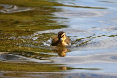 Gölde yüzen sevimli bir ördek yavrusu.