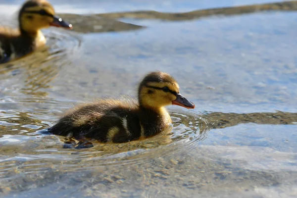 A cute duckling swimming in a lake.