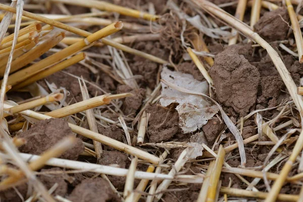 A piece of plastic foil in a field. — Stock Photo, Image