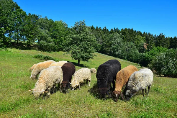 Unas cuantas ovejas pastando en un prado en Baviera . —  Fotos de Stock