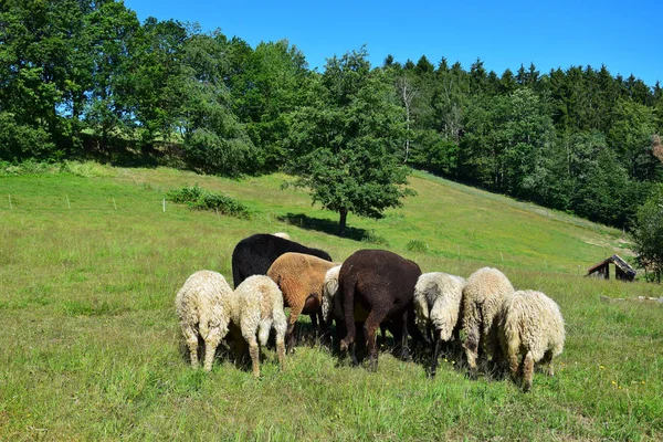 Unas cuantas ovejas por detrás pastando en un prado en Baviera . —  Fotos de Stock