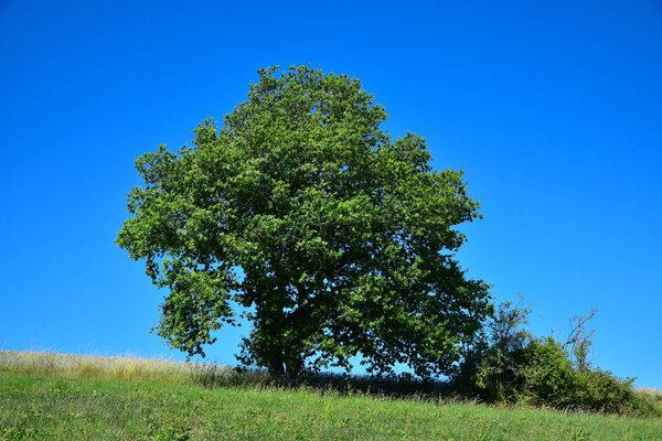 A tree against a blue sky.