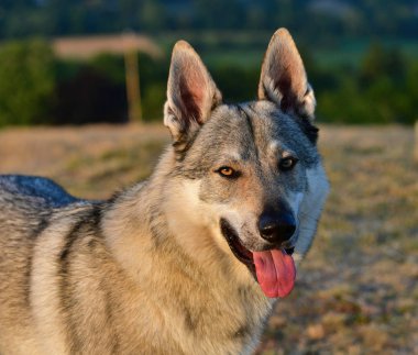 Çekoslovak wolfdog portresi.