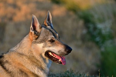 Çekoslovak wolfdog portresi.