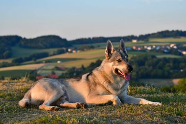 Çimenlerin arasında yatan çekoslovak bir kurt köpeği..