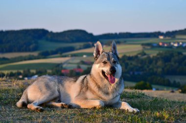Çimenlerin arasında yatan çekoslovak bir kurt köpeği..