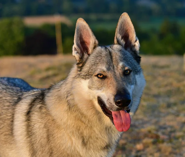 Portrait d'un chien loup tchécoslovaque . — Photo