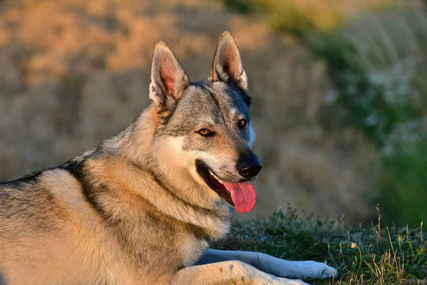 Portrait of a czechoslovakian wolfdog. — Stock Photo, Image