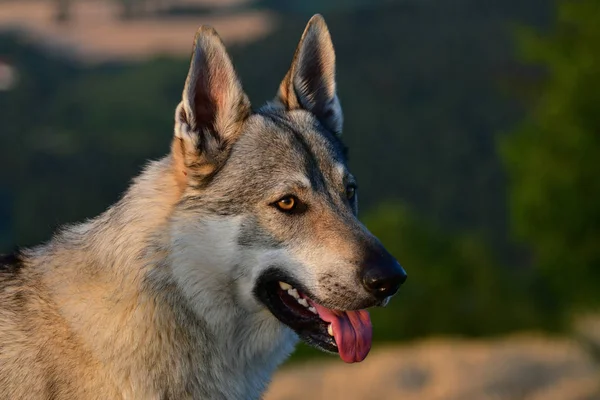 Portrait of a czechoslovakian wolfdog. — Stock Photo, Image