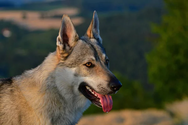 Portrait of a czechoslovakian wolfdog. — Stock Photo, Image