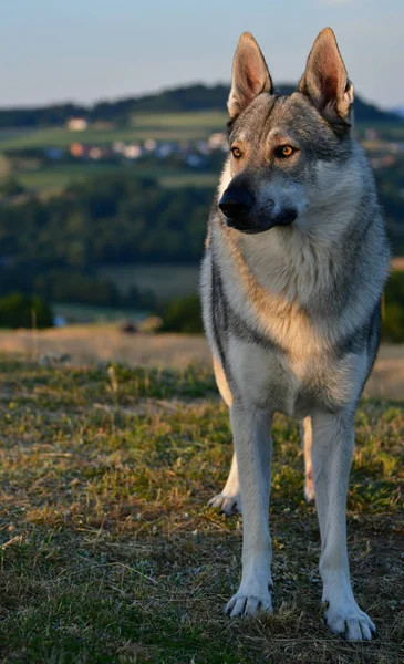 A czechoslovakian wolfdog standing in the grass. — Stock Photo, Image