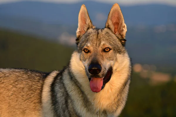 Portrait of a czechoslovakian wolfdog. — Stock Photo, Image