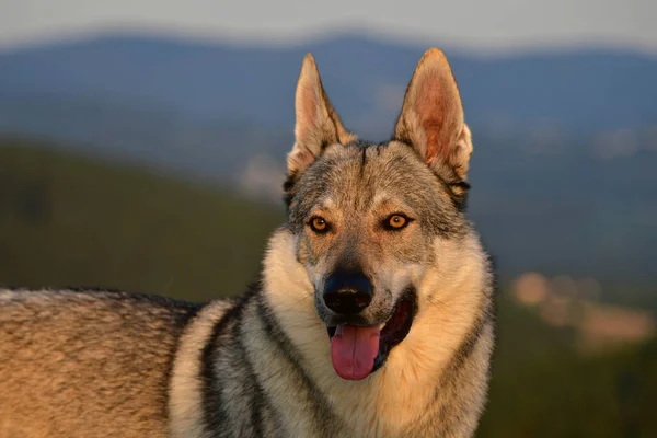 Portréja a csehszlovák farkaskutya. — Stock Fotó