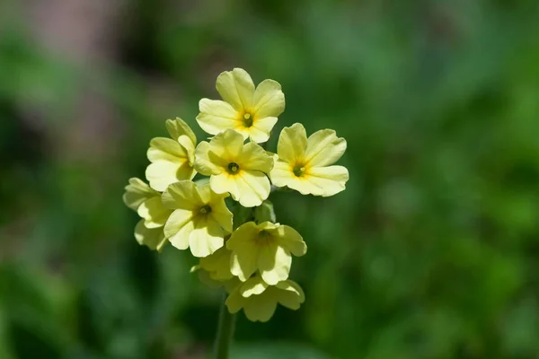 Um auricula amarelo no Belianske Tatra na Eslováquia . — Fotografia de Stock