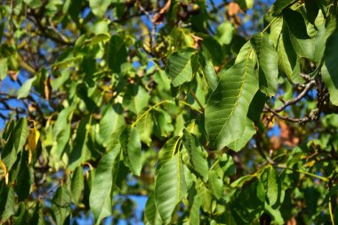 Kuruluk muzdarip bir ceviz ağacı.