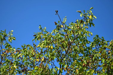 Kuruluk muzdarip bir ceviz ağacı.
