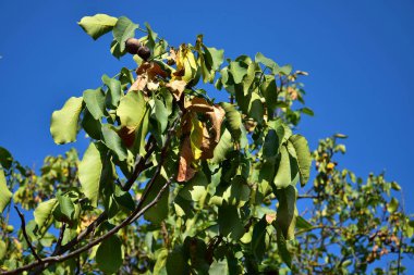 Kuruluk muzdarip bir ceviz ağacı.